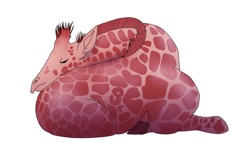 A giraffe sleeping with their head on their backside.