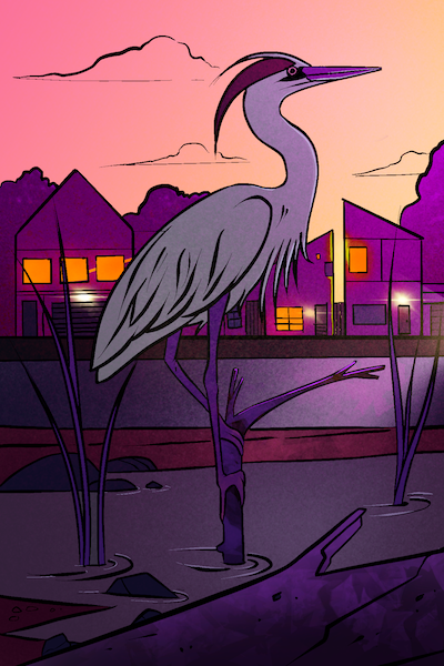 Heron illustration