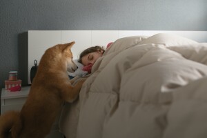 Close up of a dog trying to wake up its owner in the morning 